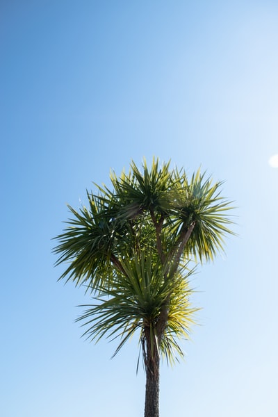 白天蓝天下的绿色棕榈树